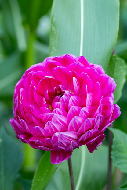 Lyn's Lexi - Tuber