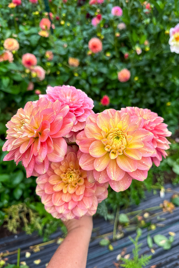 Milena Fleur - Tuber