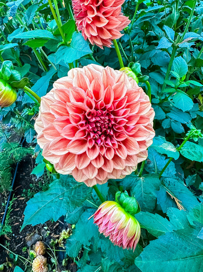 Orange Globe - Tuber