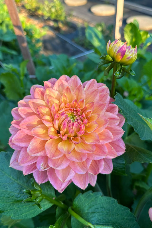 Peach Sunset - 136