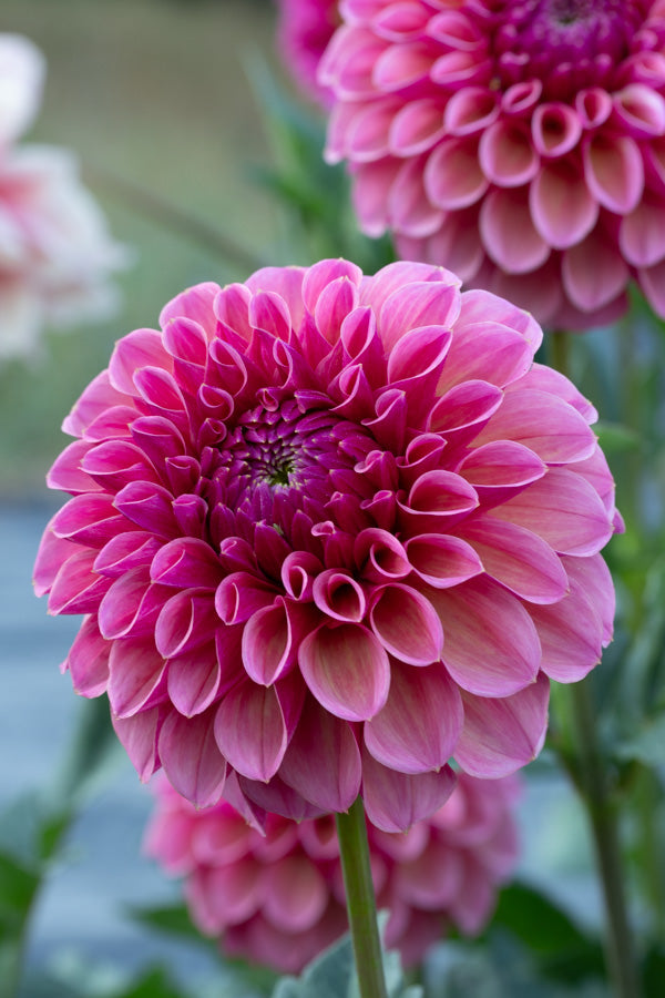 RM Berry Kiss - Cutting - 148