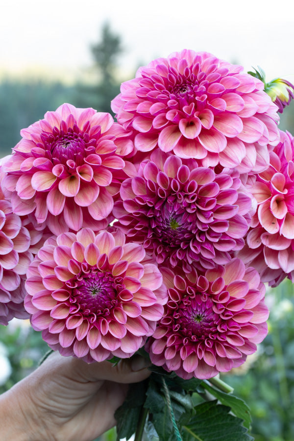 RM Berry Kiss - Cutting - 148