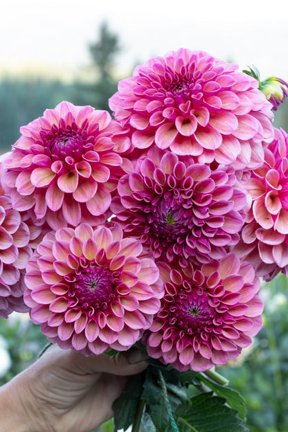 RM Berry Kiss - Cutting - 148