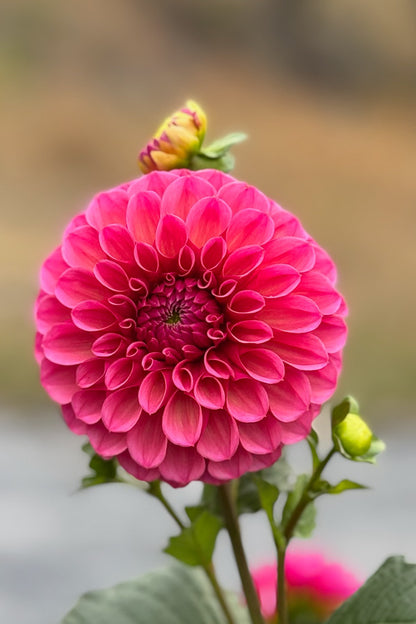 RM Berry Kiss - Cutting - 148