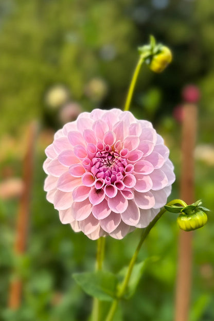 RM Hannah Jo - Cutting - 152