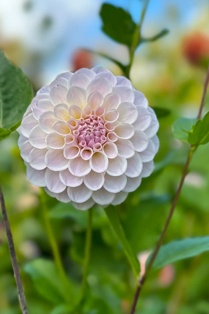 RM Hannah Jo - Cutting - 152