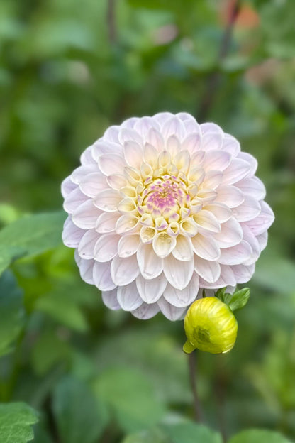 RM Karoline - Cutting - 153