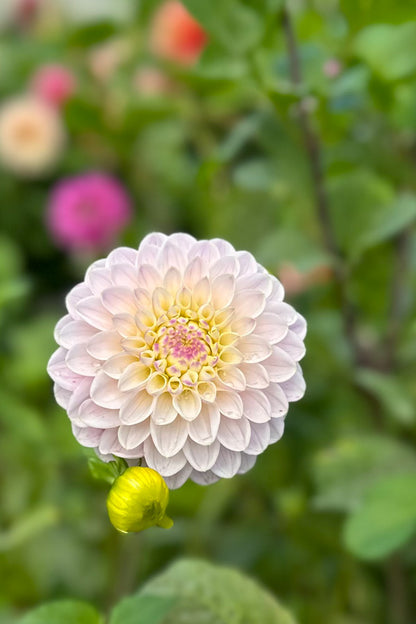 RM Karoline - Cutting - 153