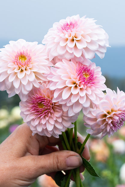 RM Parfait - Cutting - 155