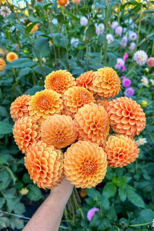 Rose Toscano - Tuber