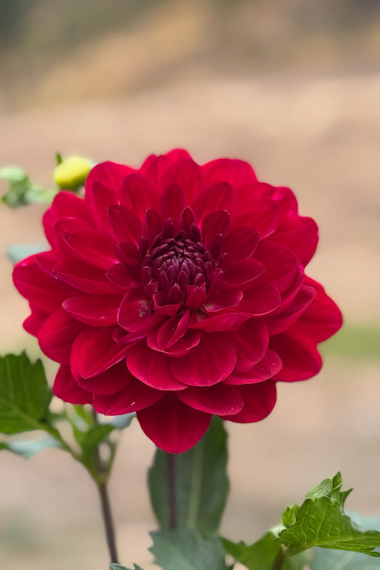 Sandia Bertha - 166