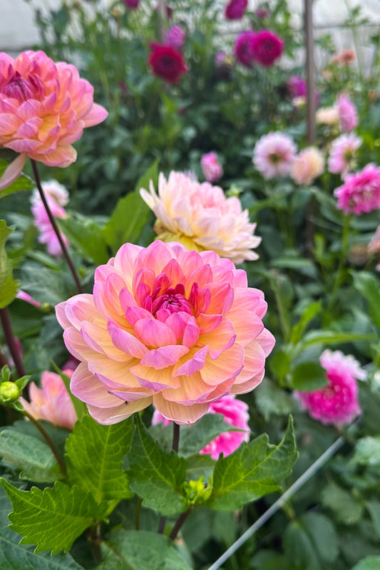 Sandia Bliss - 167
