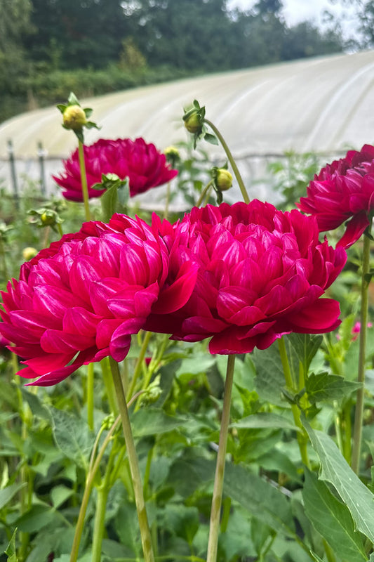 Sandia Claire - 168