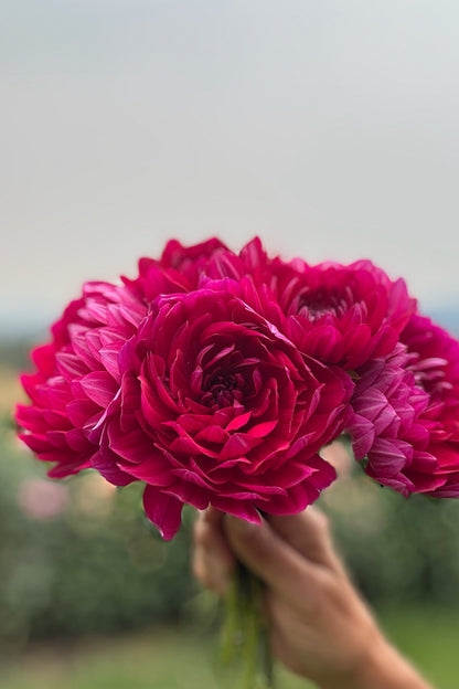 Sandia Claire - 168