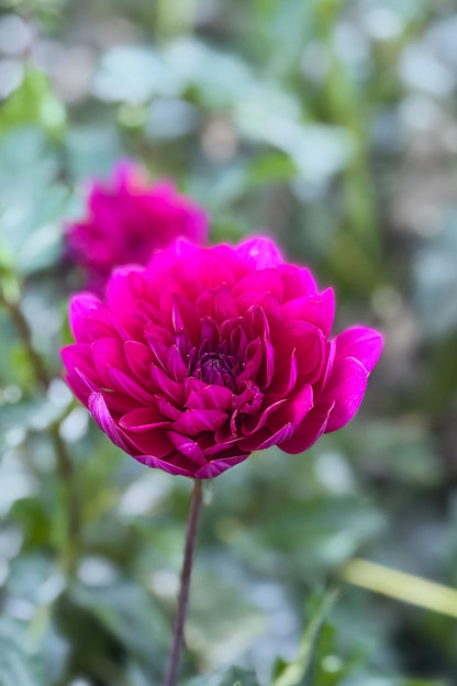 Sandia Nocturne - 170