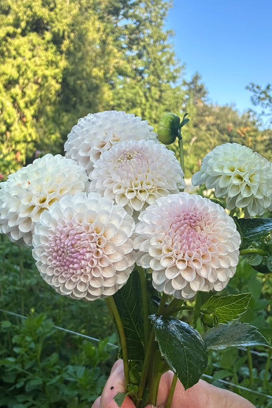 Skeena Posh - 176
