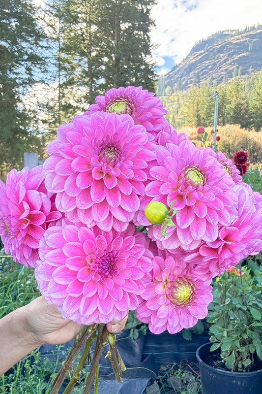 Skeena Sally - Tuber