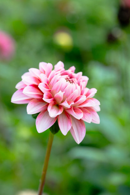 Strawberry Cream - Tuber