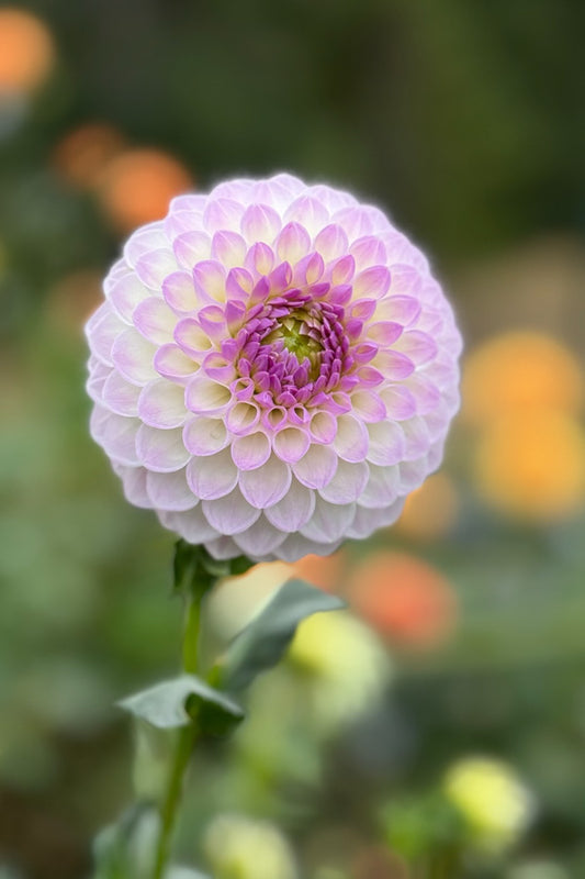 Westerton Ella Grace - 194