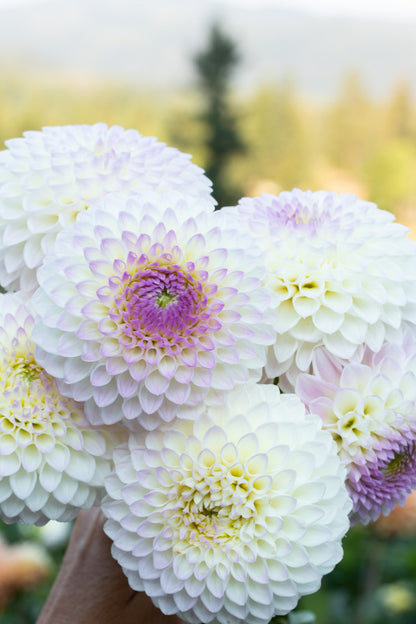 Westerton Ella Grace - 194