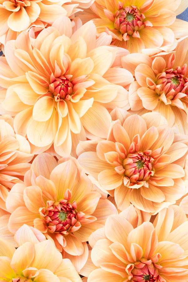 Apricot Desire - Tuber